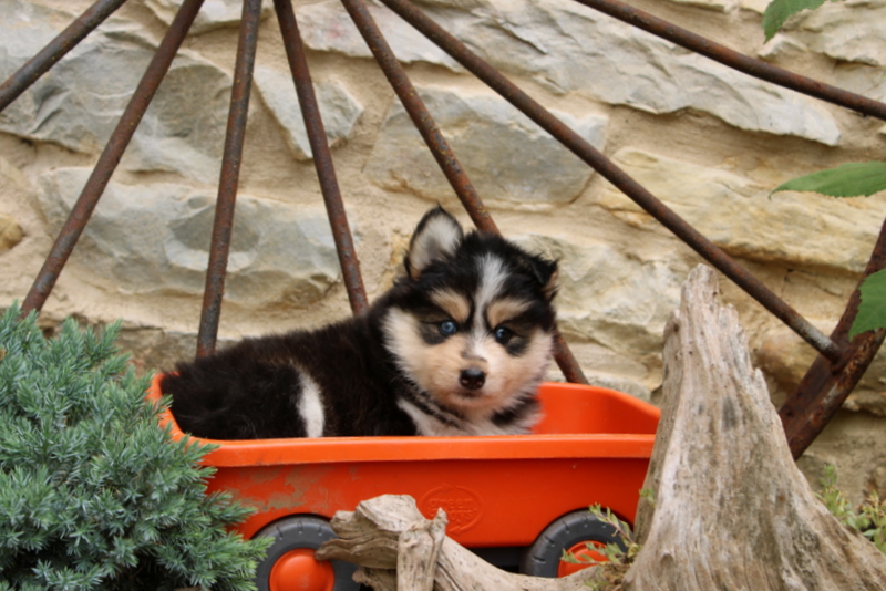 puppy, for, sale, Cavapoo, Ivan J. Stoltzfus, dog, breeder, Dornsife, PA, dog-breeder, puppy-for-sale, forsale, nearby, find, puppyfind, locator, puppylocator, aca